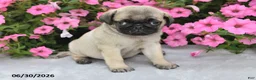 Pug dogs for sale: Winston - Ad 3