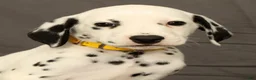 Dalmatian dogs for sale: Chip - Ad 9