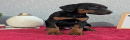 Doberman Pinscher dogs for sale: Luna - Ad 7