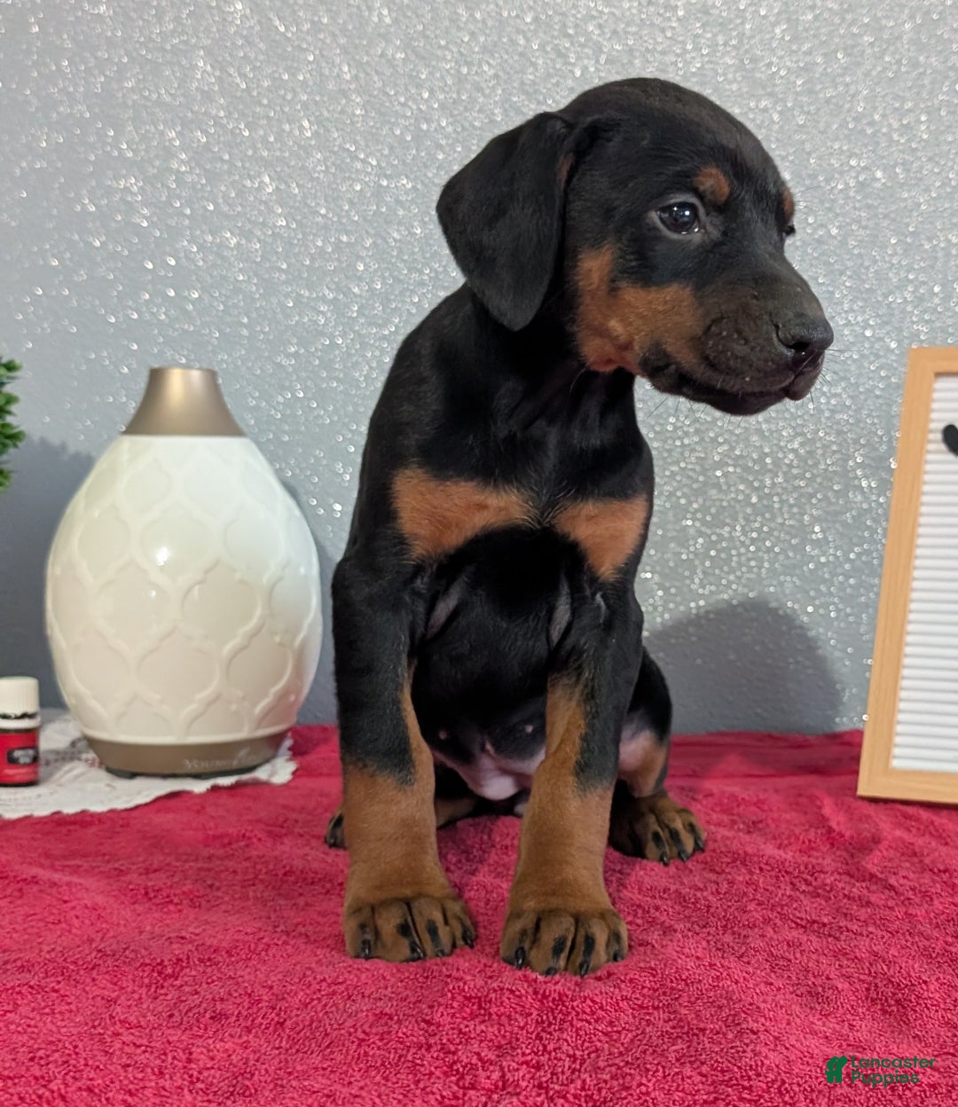 Doberman Pinscher dogs for sale: Luna - Ad 7