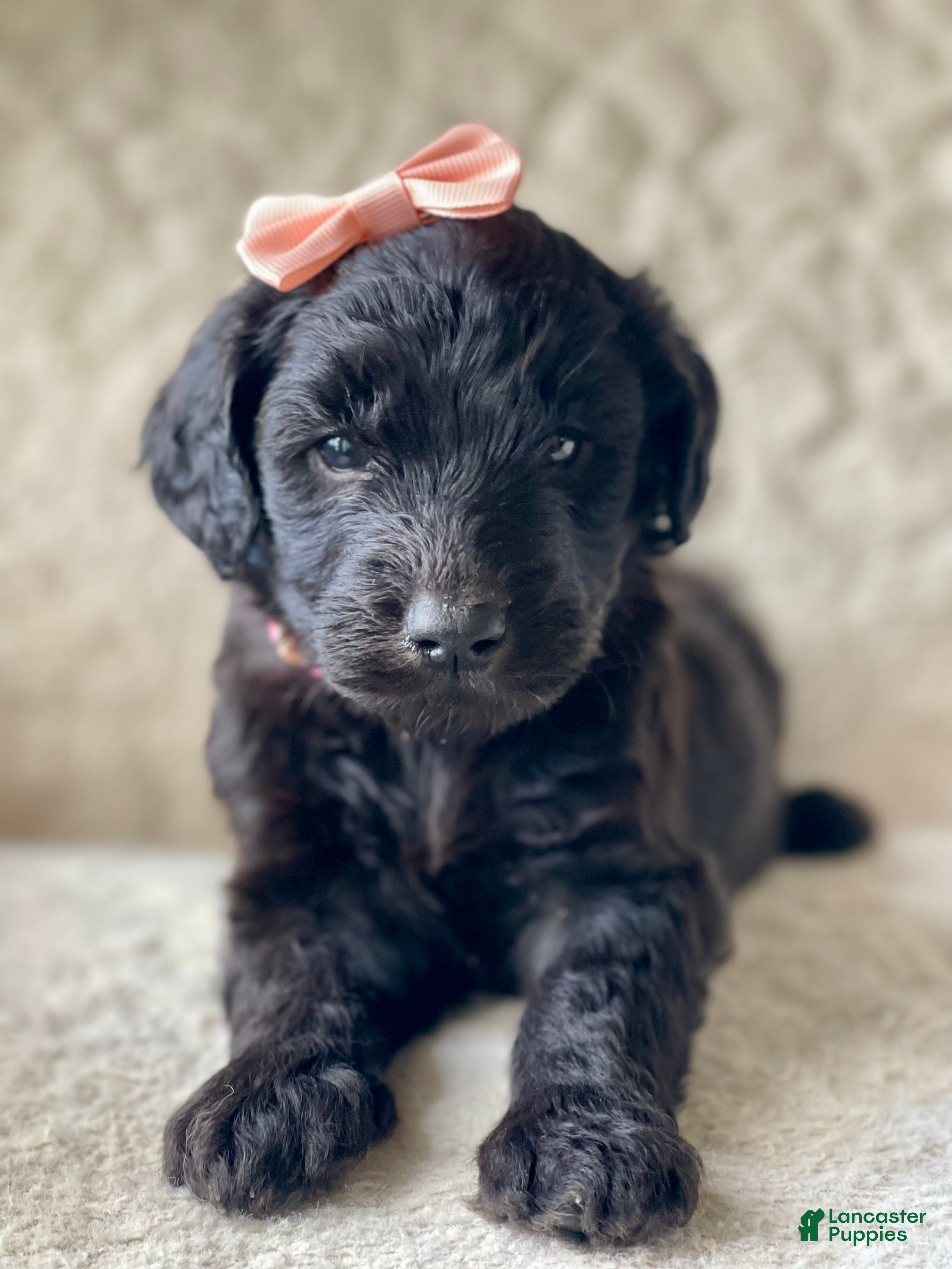 Goldendoodle dogs  Light Pink Collar Female - Ad 8