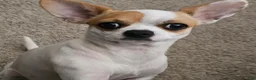 Chihuahua dogs for sale: Chihuahua 1 - Ad 5