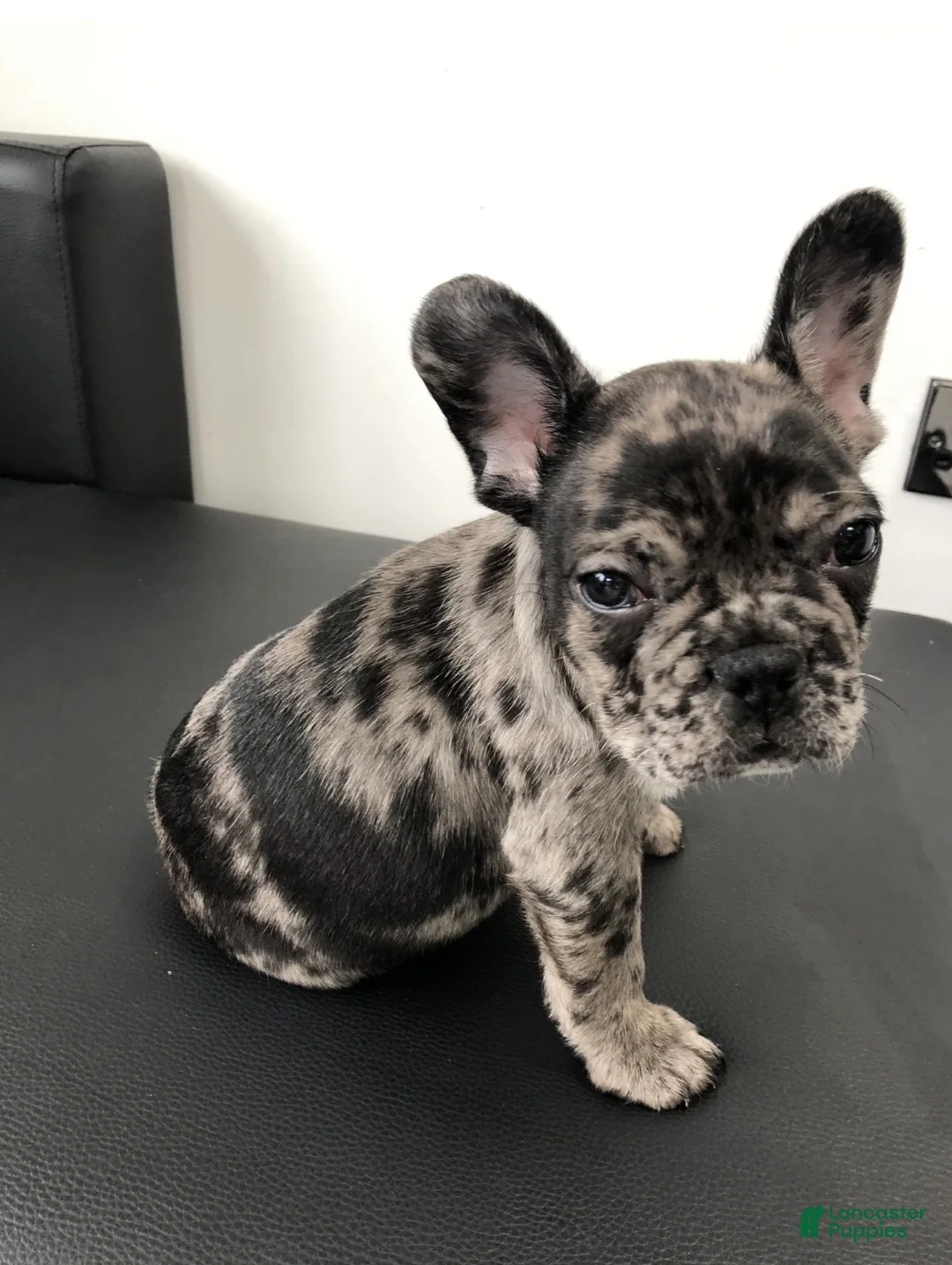 French Bulldog dogs for sale: French Bulldog 2 - Ad 1