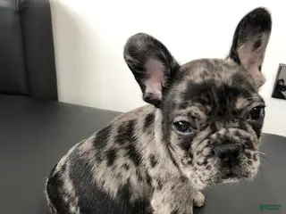 French Bulldog dogs French Bulldog 2 - Ad 1