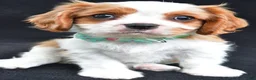 Cavalier King Charles Spaniel dogs for sale: Rex - Ad 4