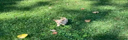 Chihuahua dogs for sale: Rudy - Ad 3