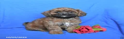 Shihpoo dogs for sale: Scout - Ad 1
