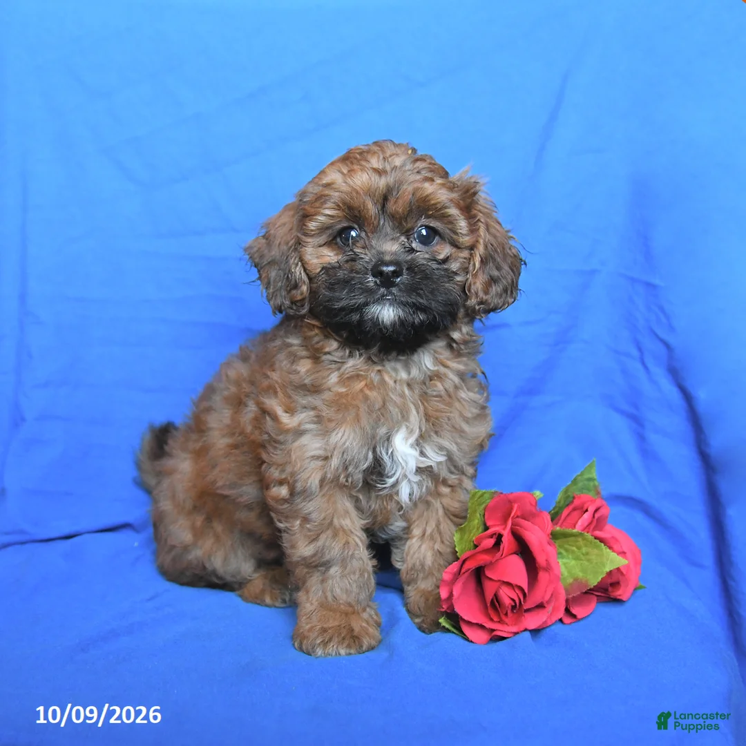 Shihpoo dogs for sale: Scout - Ad 1