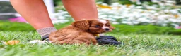 Cavalier King Charles Spaniel dogs for sale: Ollie - Ad 4