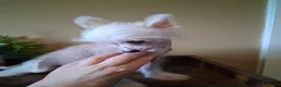 Chinese Crested dogs for sale: Pixie - Ad 3