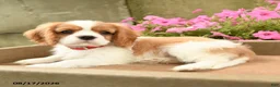 Cavalier King Charles Spaniel dogs for sale: Avery - Ad 2