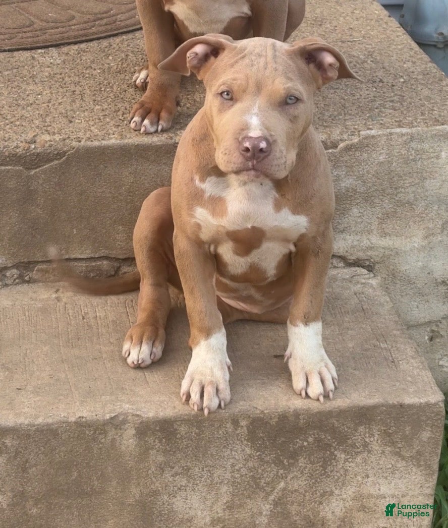 Mixed Breed dogs for sale: Mixed Breed 2 - Ad 2