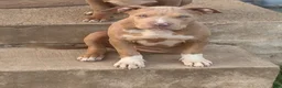 Mixed Breed dogs for sale: Mixed Breed 2 - Ad 1