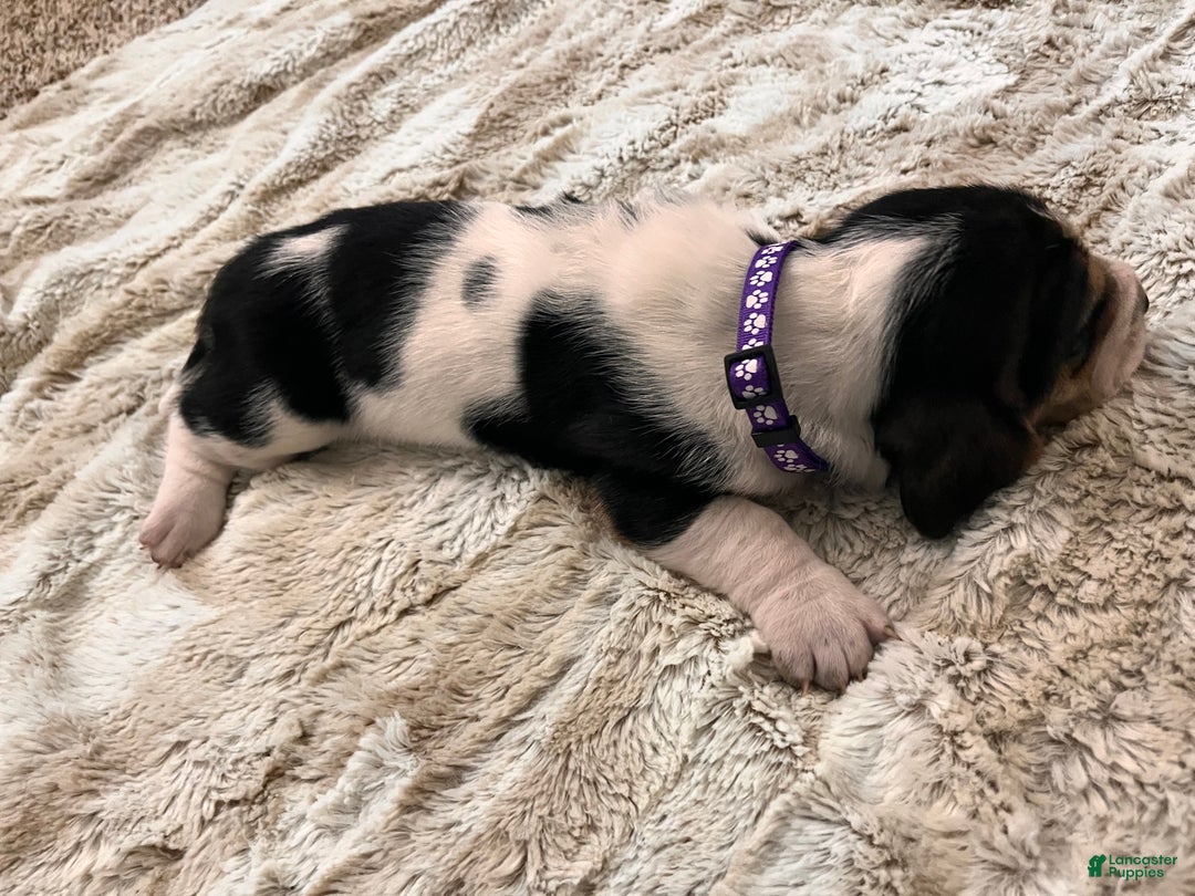 Basset Hound dogs for sale: Lolli - Ad 5