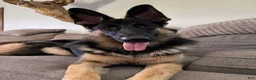 German Shepherd dogs for sale: Kayda - Ad 4