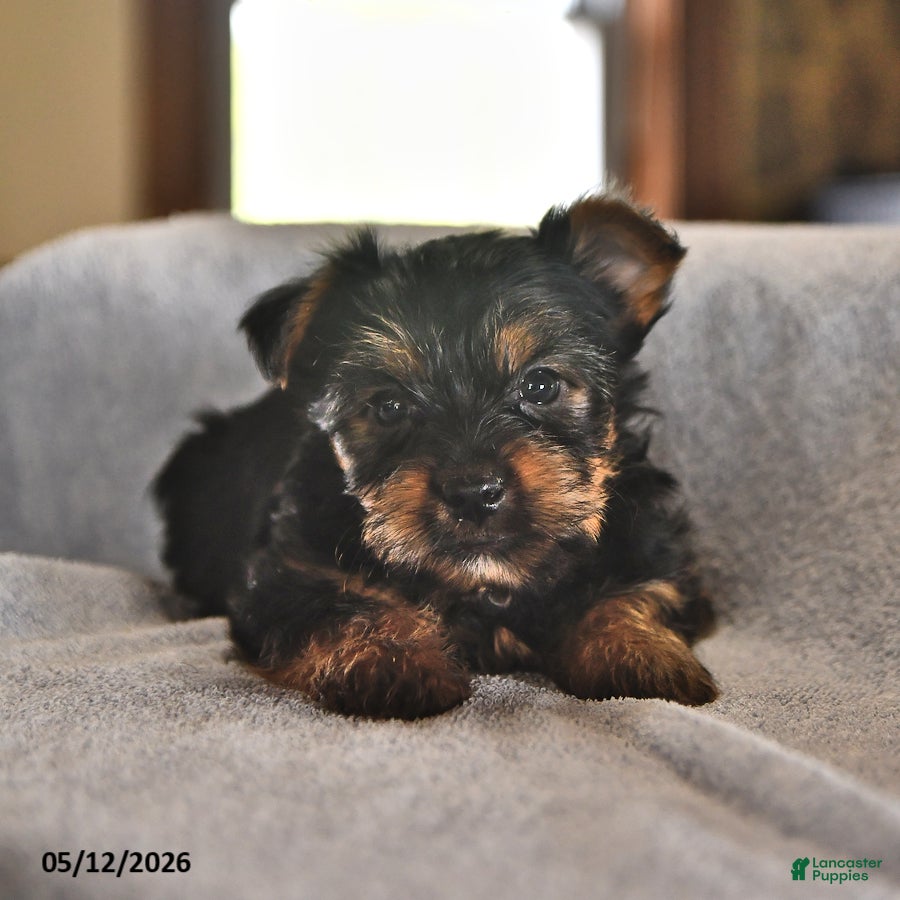 Yorkshire Terrier dogs Miney - Ad 2