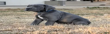 Great Dane Boy