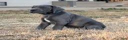 Great Dane dogs for sale: Great Dane Boy - Ad 1