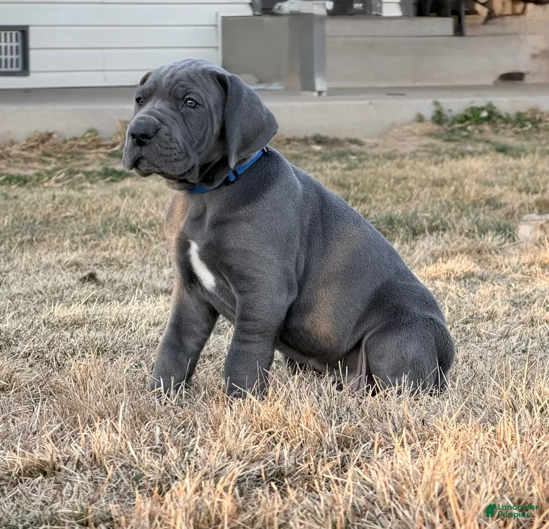 Great Dane dogs for sale: Great Dane Boy - Ad 1