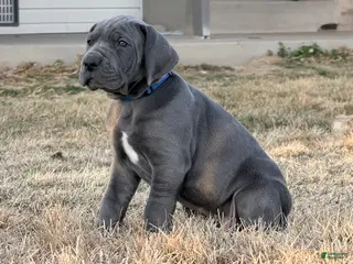 Great Dane dogs for sale: Great Dane Boy - Ad 4