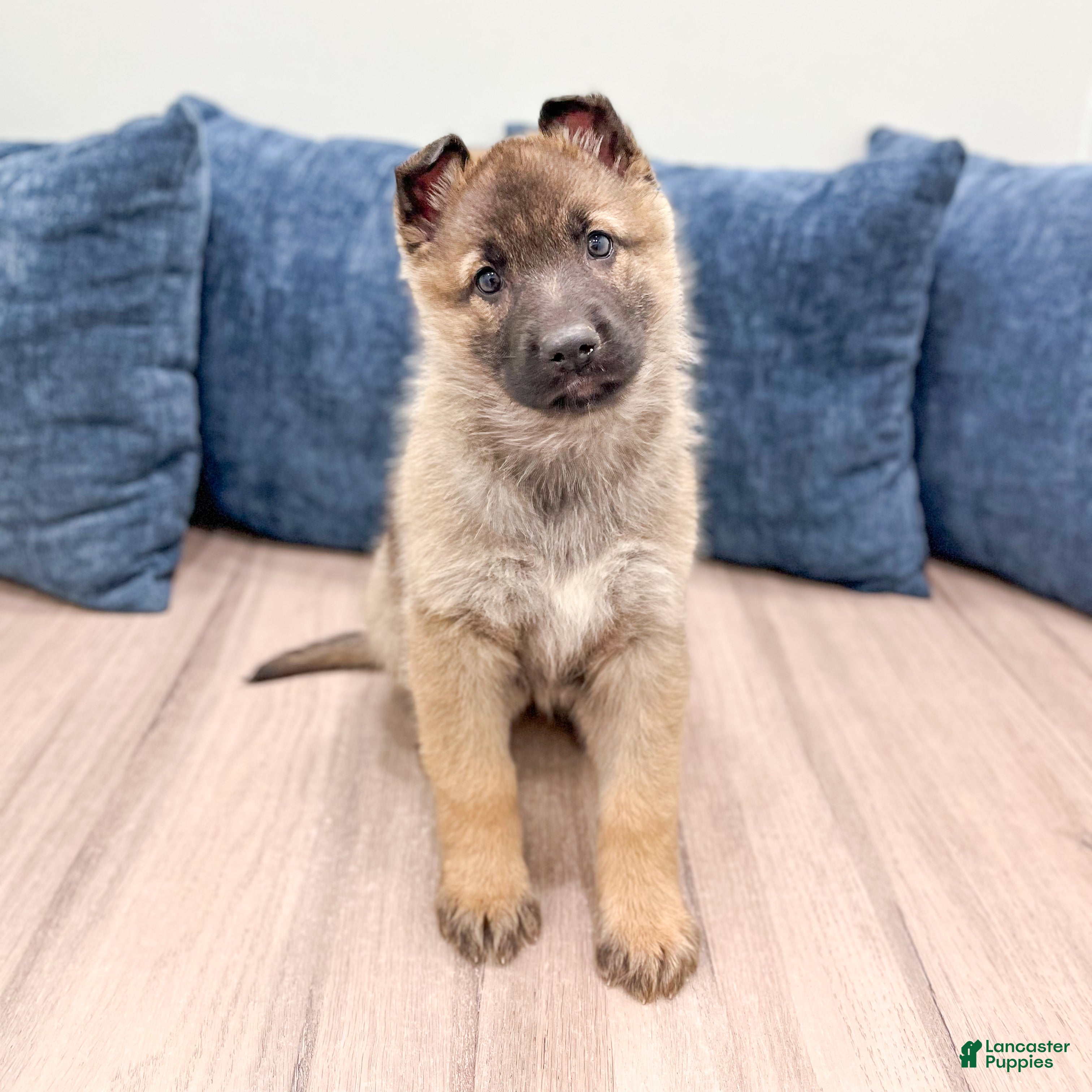 German Shepherd dogs Kendra - Ad 33