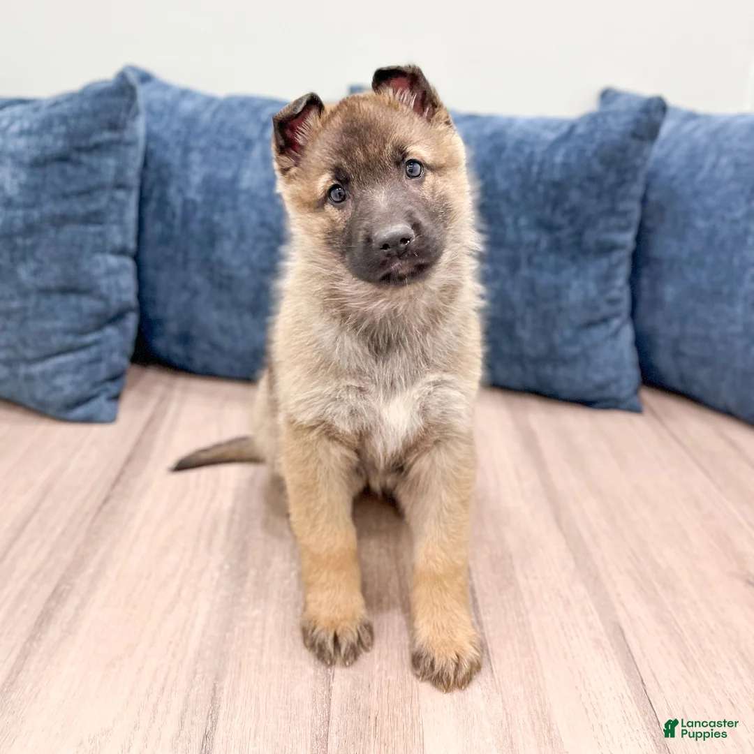 German Shepherd dogs for sale: Kendra - Ad 1