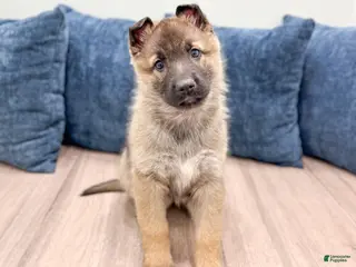 German Shepherd dogs Kendra - Ad 33