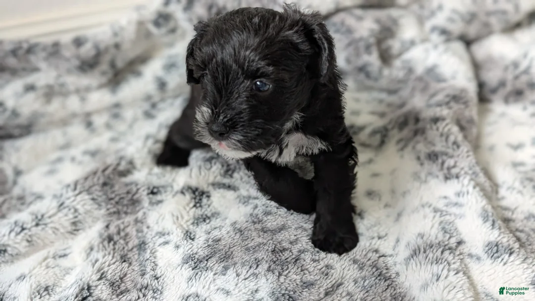 Miniature Schnauzer dogs for sale: Panda - M - Ad 1