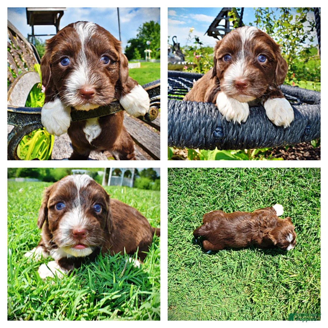 Havapoo dogs for sale: Tootsie - Ad 1