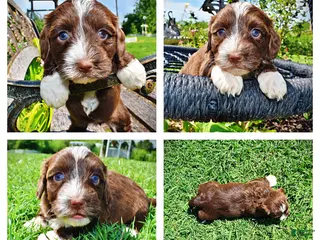 Havapoo dogs for sale: Tootsie - Ad 4