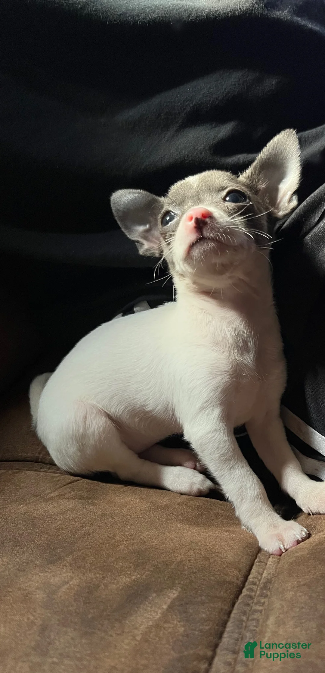 Chihuahua dogs for sale: Teacup Chihuahua Puppy - Ad 2