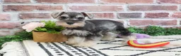 Miniature Schnauzer dogs for sale: Ava  - Ad 3