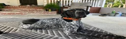 German Shorthaired Pointer dogs for sale: German Shorthaired Pointer (MALE E) - Ad 7