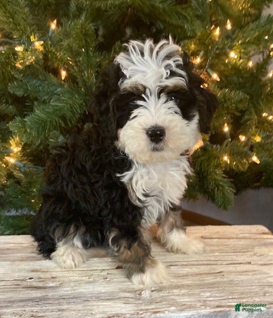 Mini Bernedoodle dogs Scout - Ad 11