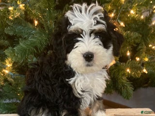 Mini Bernedoodle dogs Scout - Ad 11