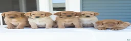 Labrador Retriever dogs for sale: Jeryl  - Ad 6