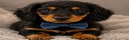 Miniature Dachshund dogs for sale: George - Ad 1