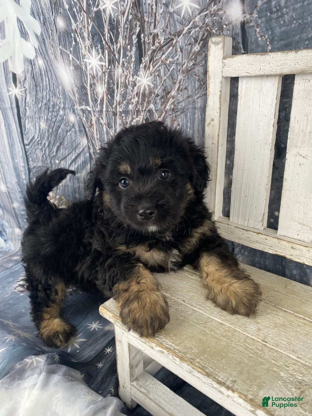 Mini Aussiedoodle dogs for sale: Ian - Ad 6