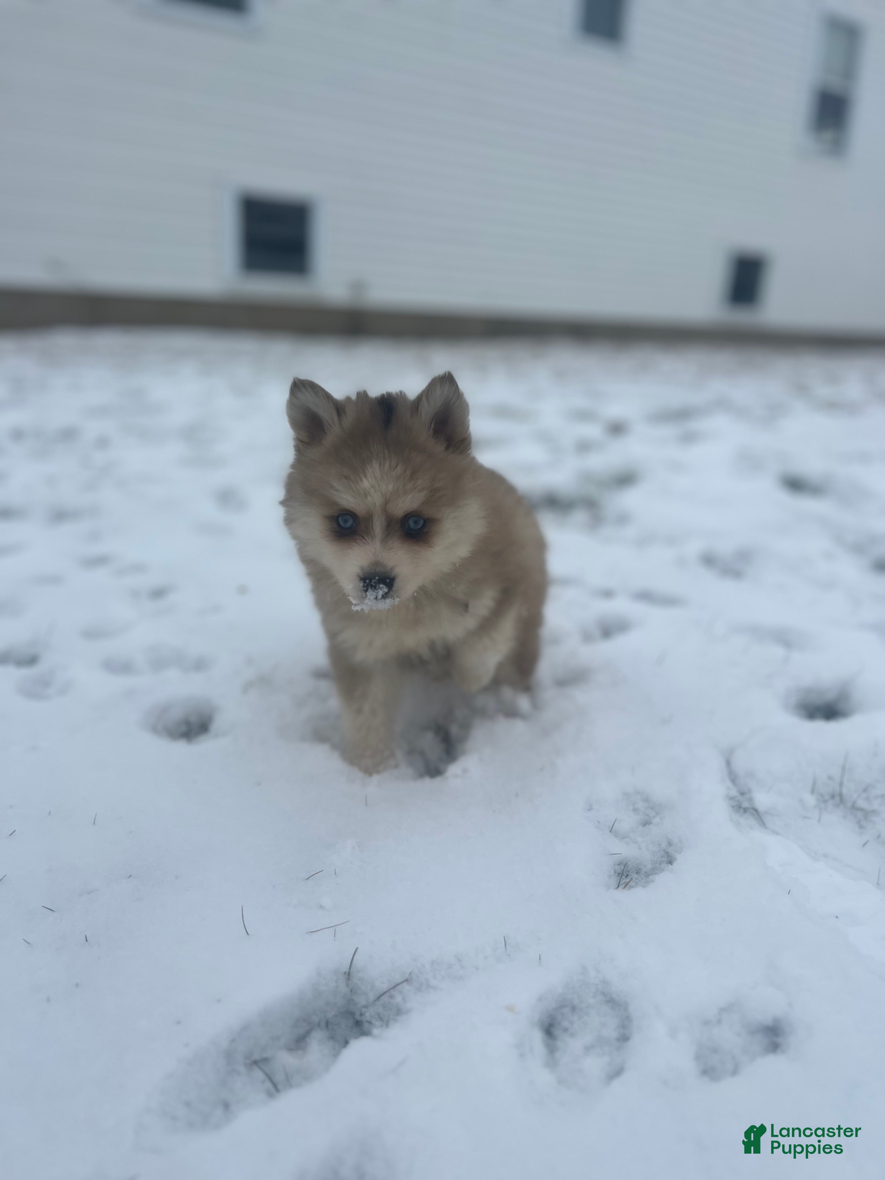 Pomsky dogs Tristan - Ad 2