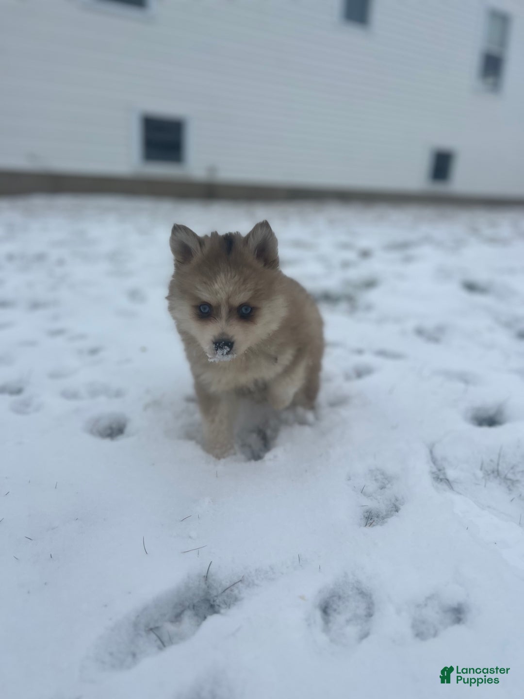 Pomsky dogs for sale: Tristan - Ad 2