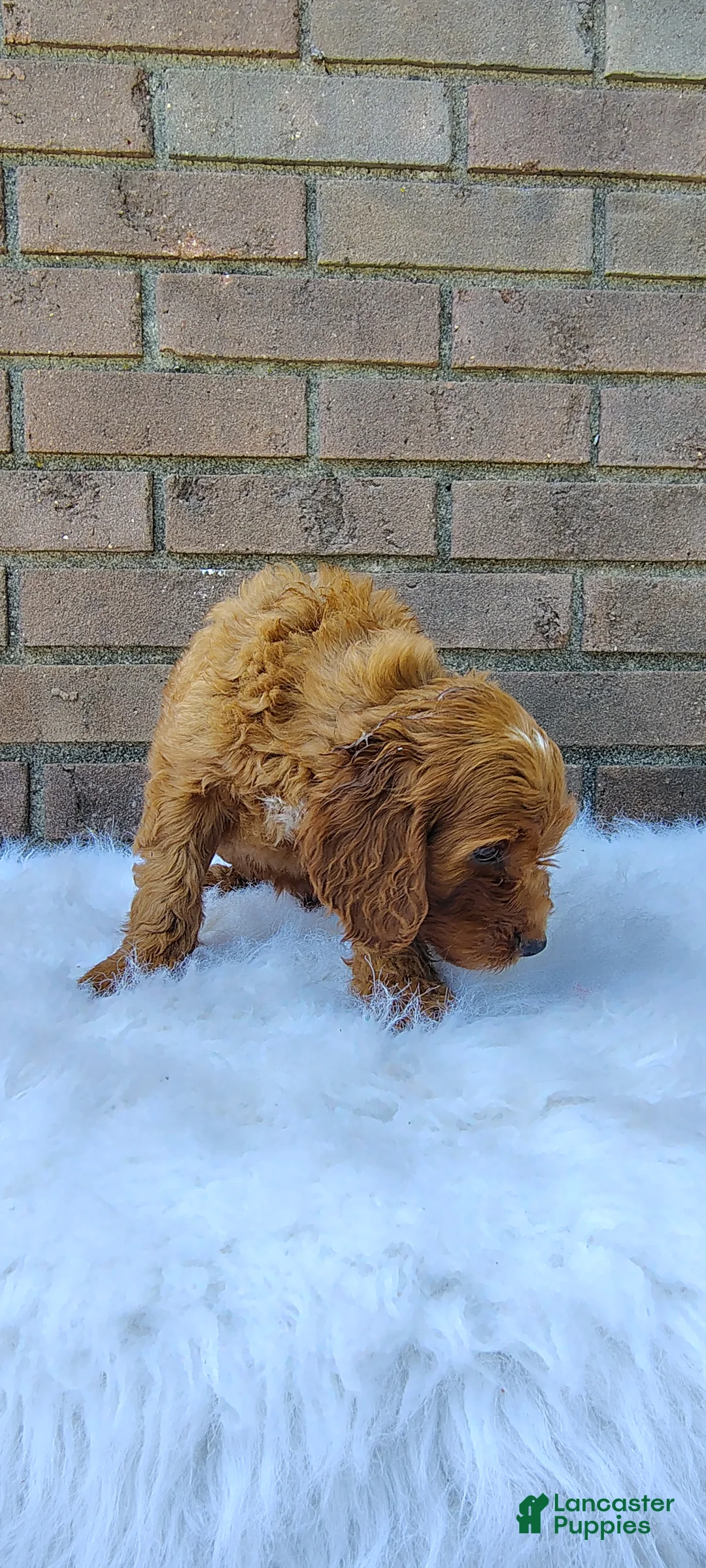 Irish Doodle dogs for sale: Hank - Ad 6