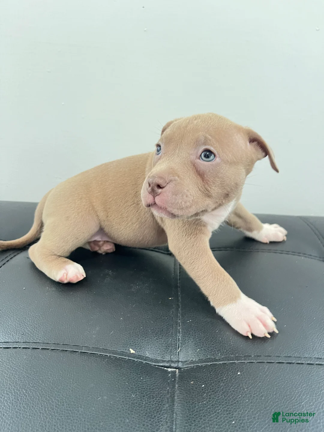 American Bully dogs for sale: American Bully 7 - Ad 2