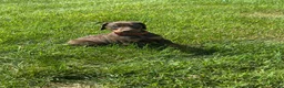 Doberman Pinscher dogs for sale: Doberman Pinscher 4 - Ad 1