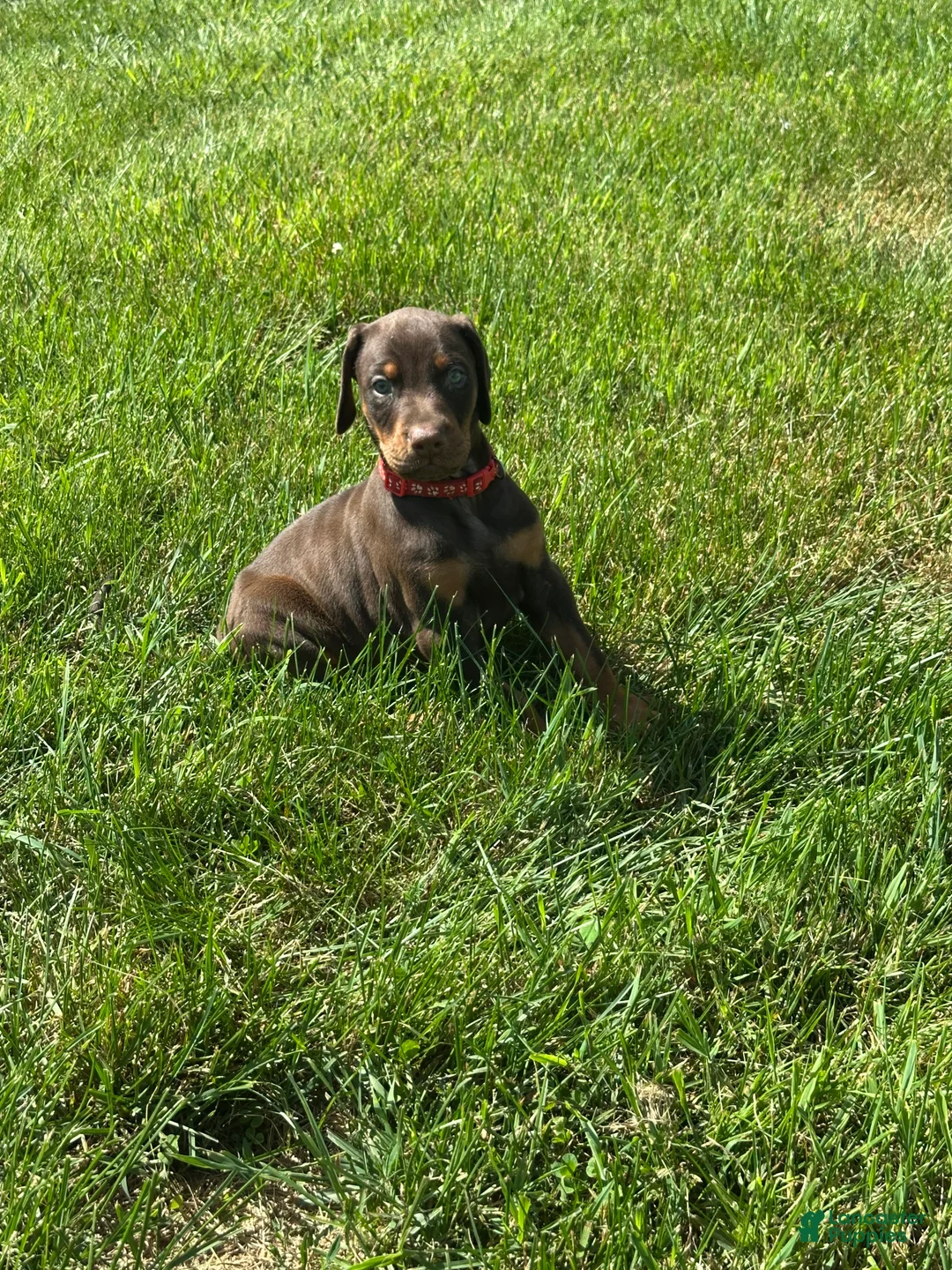 Doberman Pinscher dogs for sale: Doberman Pinscher 4 - Ad 1