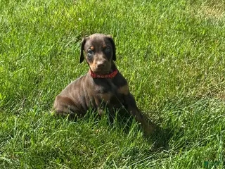 Doberman Pinscher dogs Doberman Pinscher 4 - Ad 32