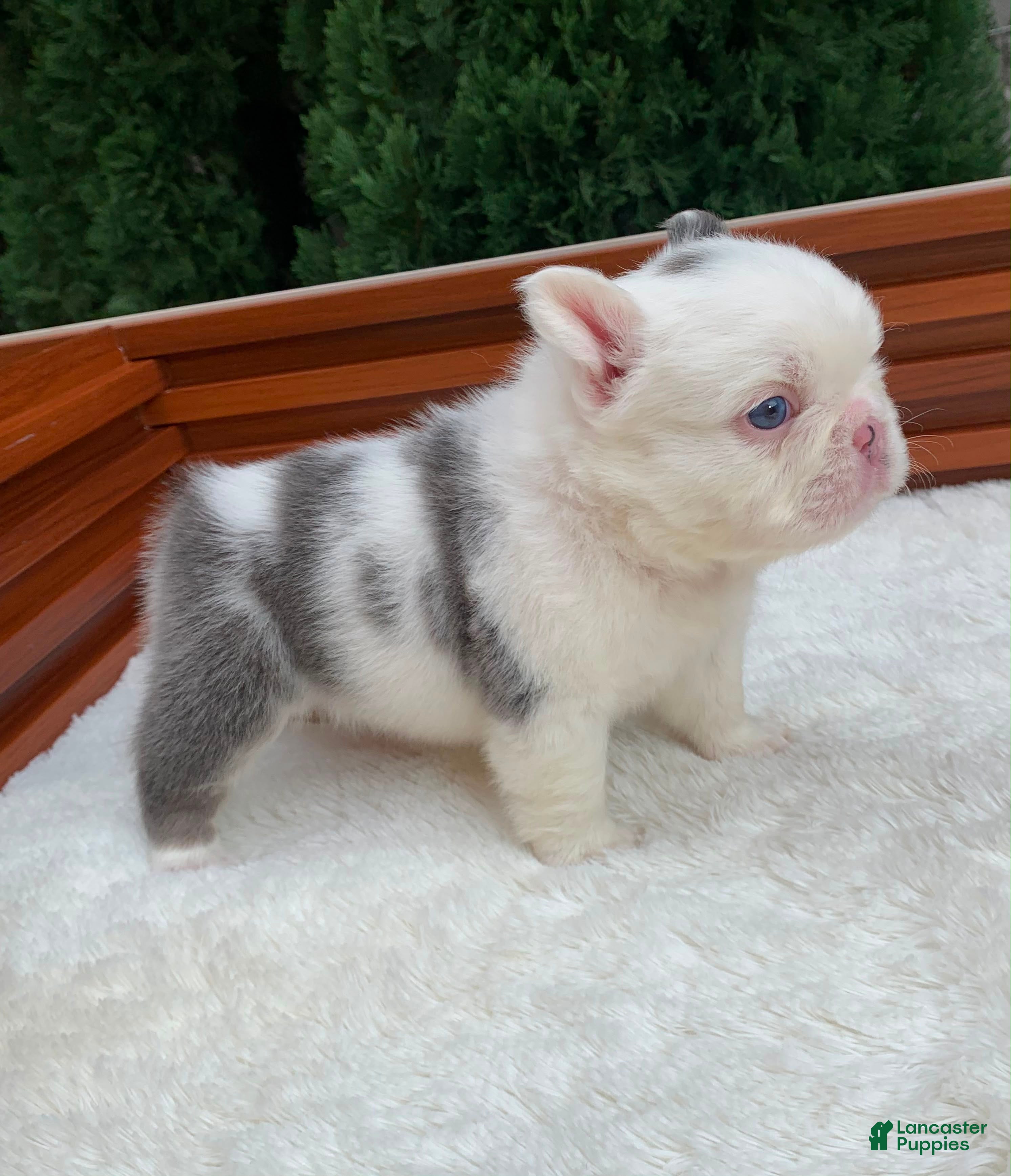 French Bulldog dogs CHINA - Ad 2