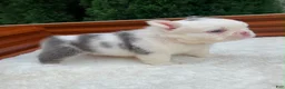French Bulldog dogs for sale: CHINA - Ad 2