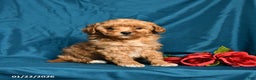 Shihpoo dogs for sale: Barney - Ad 2