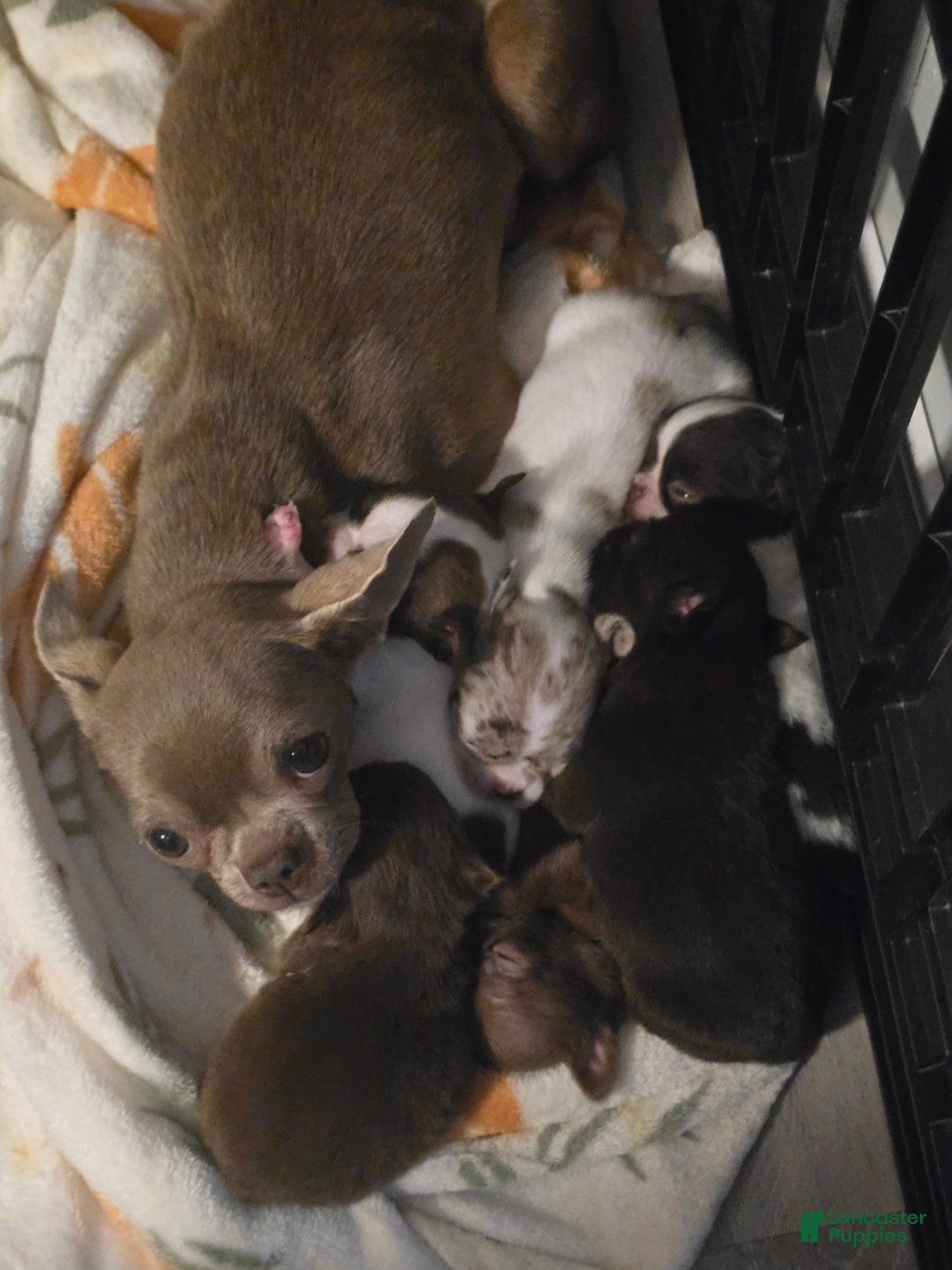 Chihuahua dogs for sale: Barney - Ad 7