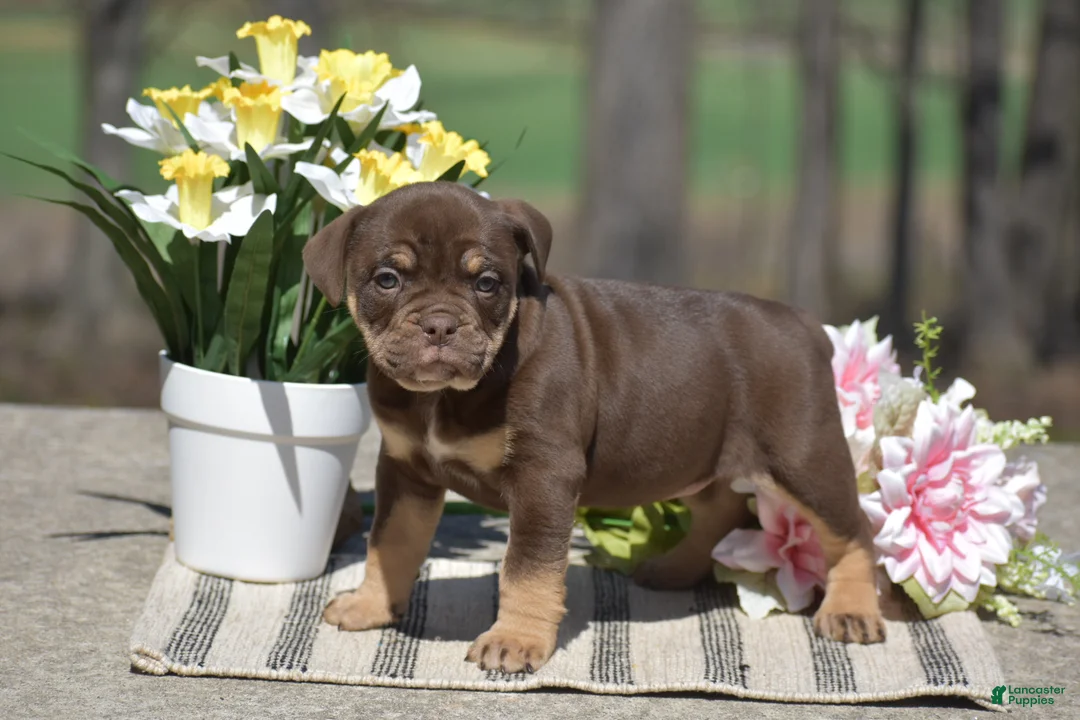 Olde English Bulldogge dogs for sale: Jessica - Ad 2